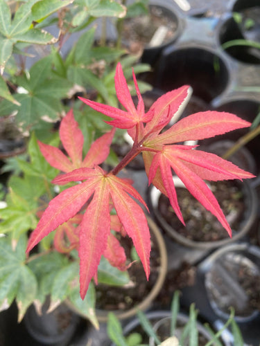 Acer palmatum 'Kokyo' - Maple Ridge Nursery